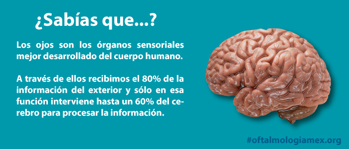 Ojos. Organos más sensibles del cuerpo humano.